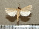 Ancylolomia sp3